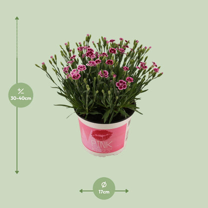 Buitenplant - Dianthus 'Pink Kisses' - Bloeiend - Pot Ø 17cm Hoogte ↕ 40cm