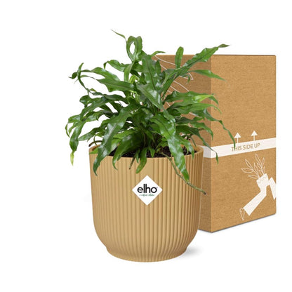 Kamerplant - Microsorum Diversifolium - Pot Ø 14cm