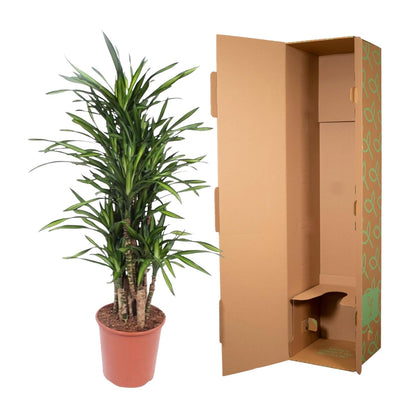 Kamerplant - Dracaena Riki - Pot Ø 30cm Hoogte ↕ 140cm