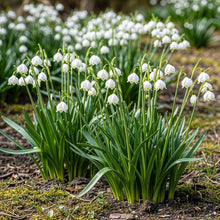 Buitenplant 20x Leucojum Aestivum - Bloembollen Wit - Bolmaat 8/9