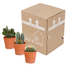 Kamerplant 3x Cactus Mix - in terracotta pot - Pot Ø 10.5cm