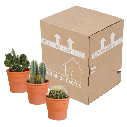 Kamerplant 3x Cactus Mix - in terracotta pot - Pot Ø 10.5cm