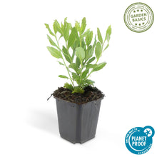 Buitenplant 24x Aster ageratoides 'Ashvi' - Bloeiend - Pot Ø 9cm Hoogte ↕ 10-25cm
