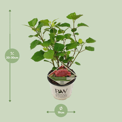 Buitenplant - Hydrangea arborescens 'Pink Annabelle' - Bloeiend - Pot Ø 19cm Hoogte ↕ 30cm