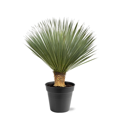 Buitenplant - Yucca rostrata - Winterhard - Pot Ø 40cm Hoogte ↕ 100-120cm