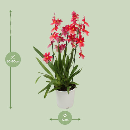 Kamerplant - Orchidee Cambria Nelly Isler - Pot Ø 19cm Hoogte ↕ 70cm