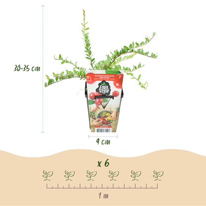 Buitenplant 6x Vaccinium macrophylla 'Early Black' - Winterhard - Pot Ø 9cm Hoogte ↕ 15cm