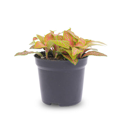 Kamerplant - Fittonia Mozaiekplantje - Oranje, Roze, Ruby & Lime - Pot Ø 8cm