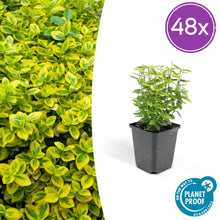 Buitenplant 48x Euonymus fortunei 'Emerald 'n Gold' - Groenblijvend - Pot Ø 9cm Hoogte ↕ 10-25cm