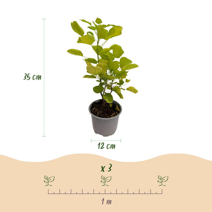 Buitenplant - Cotinus coggyria 'Golden Spirit' - Pot Ø 12cm Hoogte ↕ 35cm