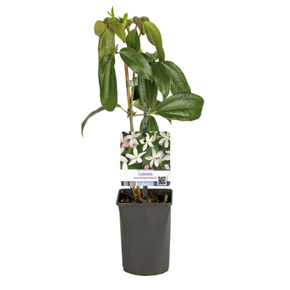 Buitenplant - Clematis armandii Apple Blossom - Groenblijvend - Bloeiend Roze - Pot Ø 11cm Hoogte ↕ 40cm