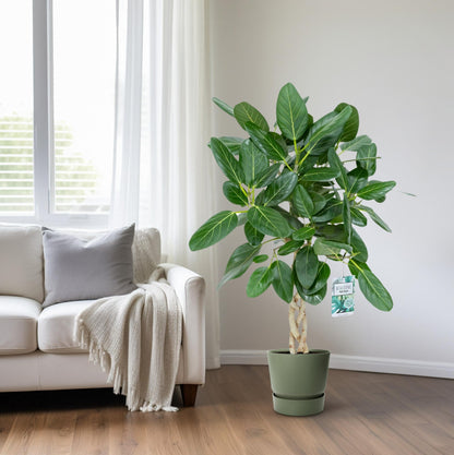 XL kamerplant - Ficus Altissima - Pot Ø 27cm Hoogte ↕ 110cm