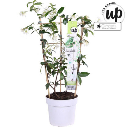 Buitenplant - Trachelospermum 'Star of Venice' - Toscaanse Jasmijn - Pot Ø 15cm Hoogte ↕ 65cm