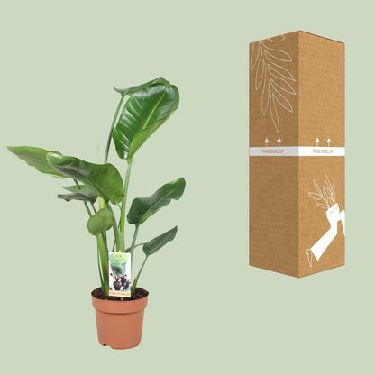 Kamerplant - Strelitzia Nicolai - Pot Ø 17cm Hoogte ↕ 60cm