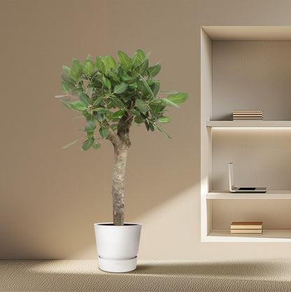XL kamerplant - Ficus Benghalensis boom - Pot Ø 30cm Hoogte ↕ 150cm