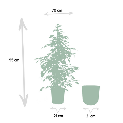 Kamerplant - Ficus benjamina Goldenking - Inclusief sierpot - Pot Ø 21cm Hoogte ↕ 95cm