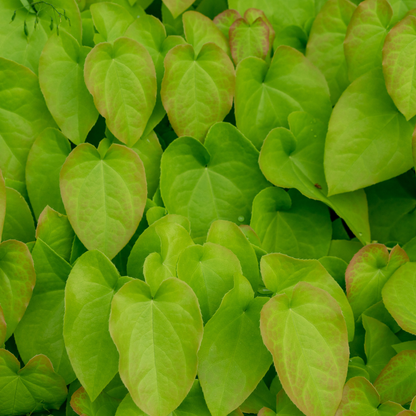 Buitenplant 60x Epimedium rubrum - Pot Ø 9cm Hoogte ↕ 10-25cm