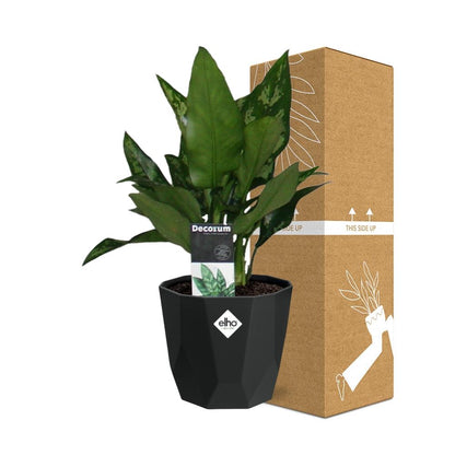 Kamerplant - Aglaonema Maria - Pot Ø 14cm
