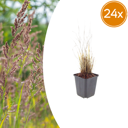 Buitenplant 24x Calamagrostis brachytricha - Pot Ø 9cm Hoogte ↕ 10-25cm