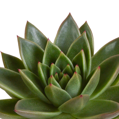 Kamerplant 3x Echeveria mix - In terracotta pot - Pot Ø 10.5cm