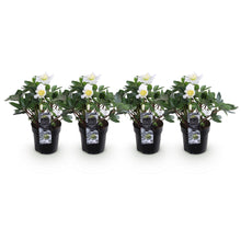 Buitenplant 4x Helleborus Christmas Carol - Bloeiend - Pot Ø 10,5cm Hoogte ↕ 25cm