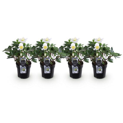 Buitenplant 4x Helleborus Christmas Carol - Bloeiend - Pot Ø 10,5cm Hoogte ↕ 25cm