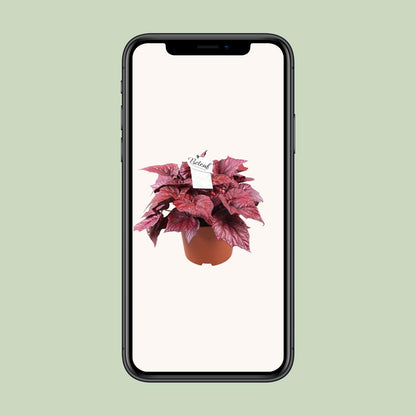 Kamerplant - Begonia Beleaf Inca Flame - Pot Ø 17cm Hoogte ↕ 32cm