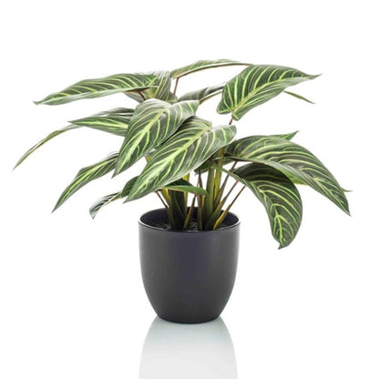 Kunstplant - Calathea Zebrina - Zwarte pot - Hoogte ↕ 42cm
