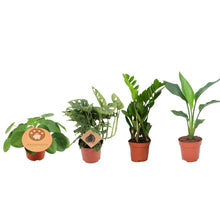 Kamerplant 4x Musthave Plantenbox - Pot Ø 12cm Hoogte ↕ 20-40cm