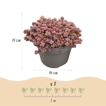 Buitenplant - Alpine Mix Bodembedekker Winterhard - 8 Planten - Pot Ø 14cm Hoogte ↕ 17cm