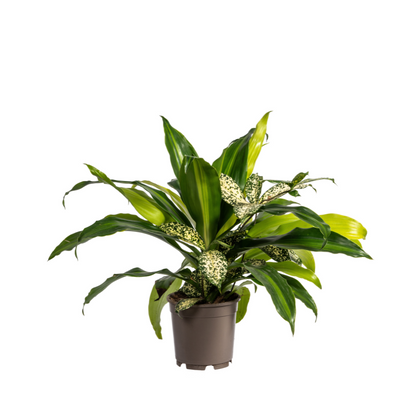 Kamerplant - Mixed Combo - Pot Ø 17cm Hoogte ↕ 55-65cm
