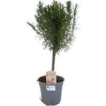 Buitenplant - Rosmarinus officinalis op stam - Kruidenplant - Pot Ø 14cm Hoogte ↕ 45cm
