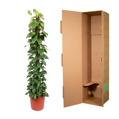XL Kamerplant - Epipremnum Aureum op mosstok - Luchtzuiverend - Pot Ø 34cm Hoogte ↕ 180cm