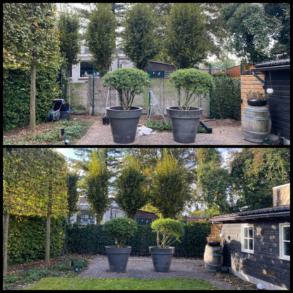Buitenplant - Hedera hibernica - Klimop Gestokt - Hoogte ↕ 150-175cm