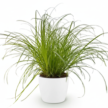Kamerplant - Cyperus alternifolius Zumula - Kattengras - Pot Ø 12cm Hoogte ↕ 20cm