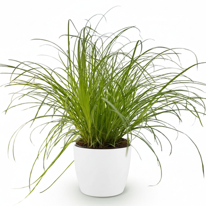 Kamerplant - Cyperus alternifolius Zumula - Kattengras - Pot Ø 12cm Hoogte ↕ 20cm