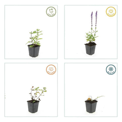 Buitenplant 24x Salvia nem. 'Caradonna' - Bloeiend - Pot Ø 9cm Hoogte ↕ 10-25cm