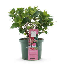 Buitenplant - Hydrangea Magical Green Fire - Bloeiend - Pot Ø 23cm Hoogte ↕ 55cm