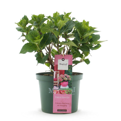 Buitenplant - Hydrangea Magical Green Fire - Bloeiend - Pot Ø 23cm Hoogte ↕ 55cm