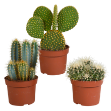 Kamerplant 3x Cactus mix - Zonder pot - Pot Ø 10.5cm Hoogte ↕ 12cm