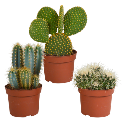 Kamerplant 3x Cactus mix - Zonder pot - Pot Ø 10.5cm Hoogte ↕ 12cm