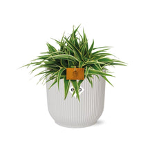 Kamerplant - Chlorophytum Ocean - Pot Ø 16cm Hoogte ↕ 15cm