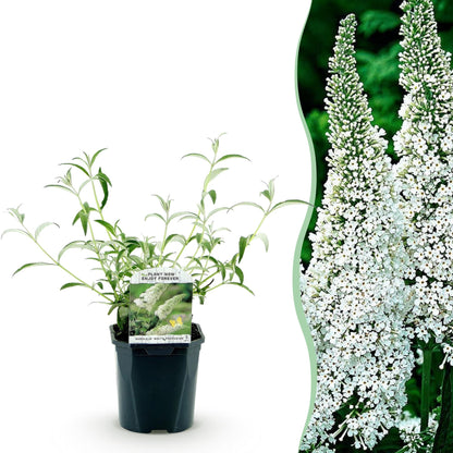 Buitenplant - Buddleja davidii White Profusion - Vlinderstruik - Bloeiend - Pot Ø 17cm Hoogte ↕ 45cm
