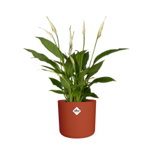 Kamerplant - Spathiphyllum Torelli - Met sierpot - Pot Ø 12cm