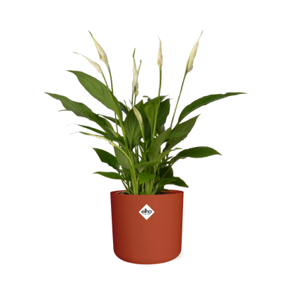 Kamerplant - Spathiphyllum Torelli - Met sierpot - Pot Ø 12cm