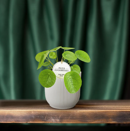 Kamerplant - Pilea Peperomioides - Pot Ø 13cm Hoogte ↕ 20cm
