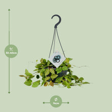 Kamerplant - Dischidia Ovata - Pot Ø 14cm Hoogte ↕ 40cm