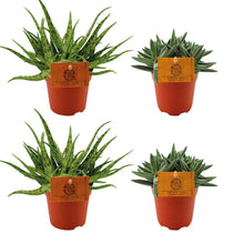 Kamerplant 4 stuks - 2x Aloe Spider + 2x Crassula Tenelli - Pot Ø 10,5cm Hoogte ↕ 10cm