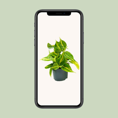 Kamerplant - Philodendron Scandens Brasil - Pot Ø 12cm Hoogte ↕ 15cm