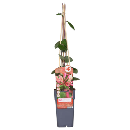 Buitenplant - Lonicera periclymenum 'Belgica' - Bloeiend - Pot Ø 15cm Hoogte ↕ 65cm